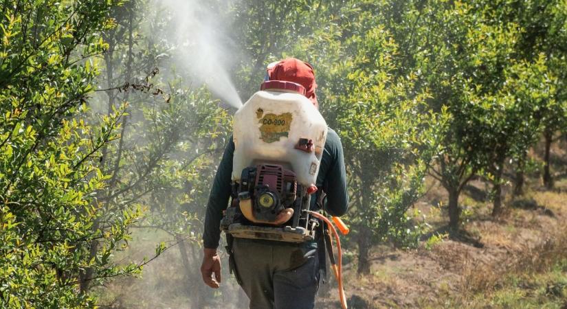Fordulat a földeken – a gazdák ezt választják a kukorica helyett