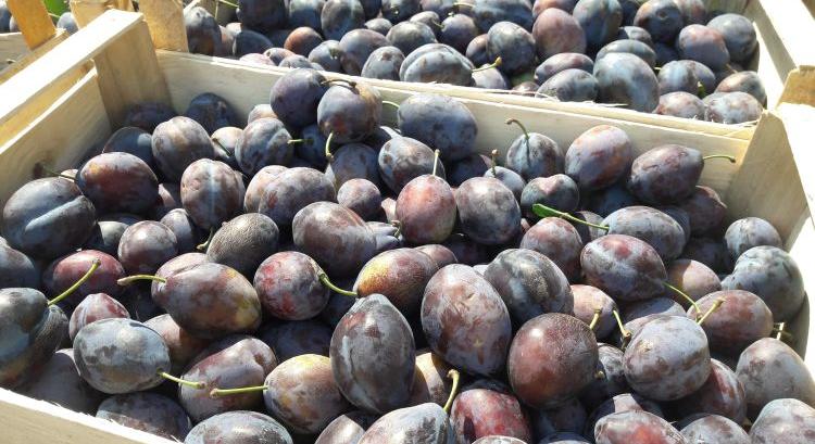 Moldova féláron exportál szilvát a lengyel piacra