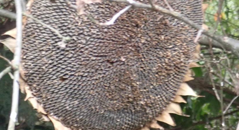 Őszi madáretetés – mit tegyünk ki és mit ne?