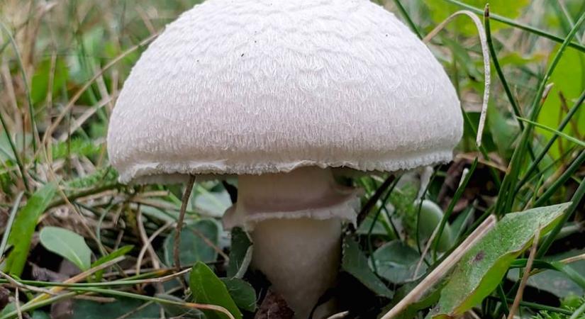 Ehető vagy mérgező gomba van a képen? Kevesen tudják a jó választ