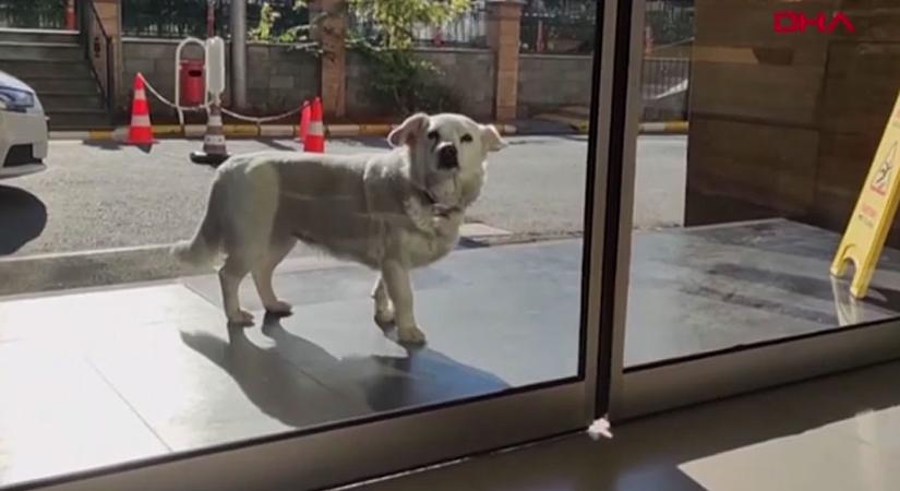 Szívszorító: napokig várta beteg gazdáját a kórház előtt egy kutya Törökországban – videó