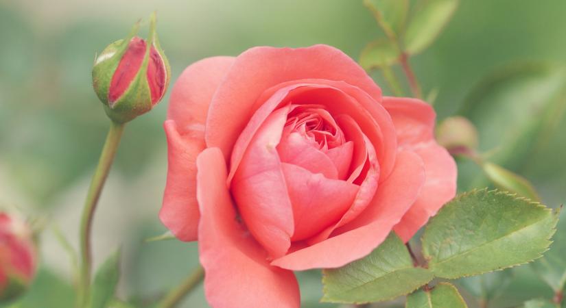 Így védheti meg a rózsát az őszi fagyoktól