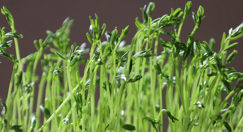 Növényi csíra és mikrozöld: kockázatban és szabályozásban is nagy a különbség