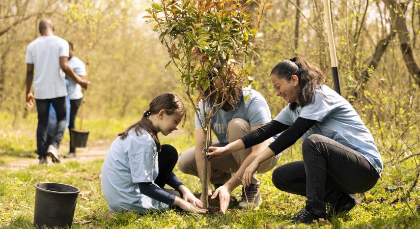 Faültetés: ne kövesse el ezt a hibát, különben elpusztul a facsemete!