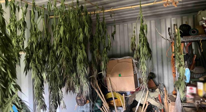 Hollandiából rendelt cannabismagok buktatták le a Zuglóban élő drogtermesztőt