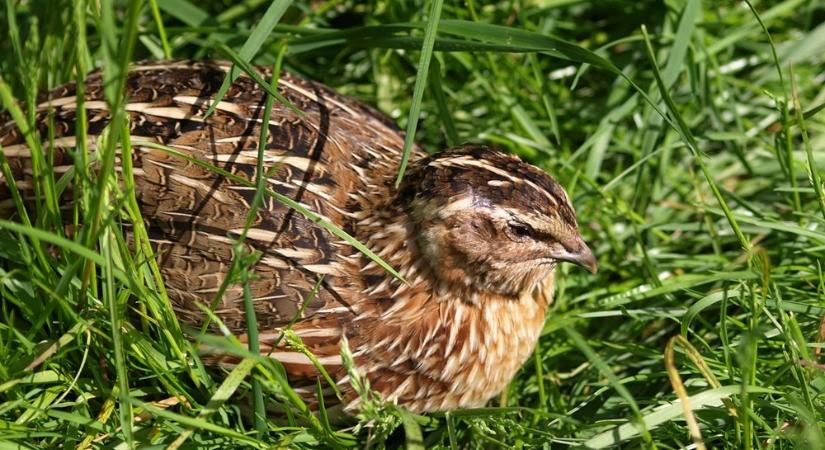 Fürjek a kert végében – apró madarak, nagy élmény!