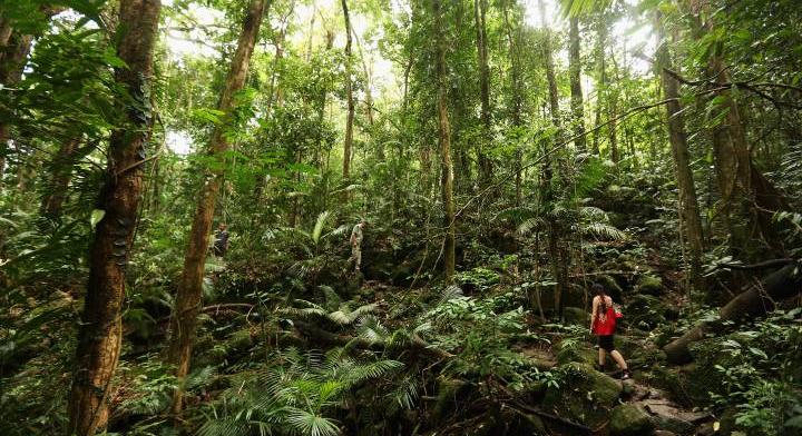 Aggasztó felfedezés: olyat találtak az erdőkben, ami megváltoztathatja a bolygónk jövőjét