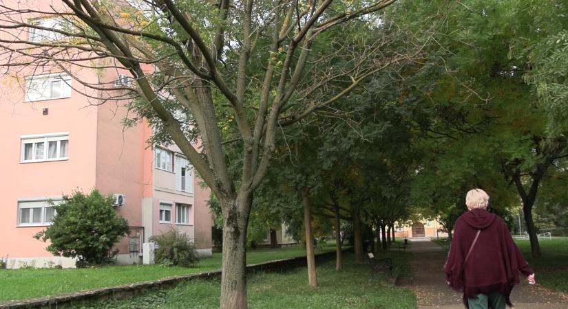 Zöldfelületek csökkentése és bővítése – szabályok és lehetőségek a városban