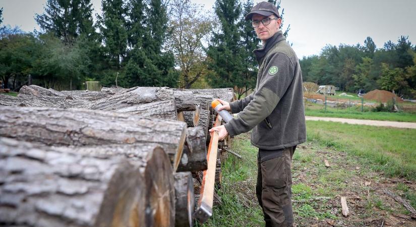 A fakitermelés nem erdőirtás - Milyen a jó tüzelő, mire figyeljünk vásárláskor?