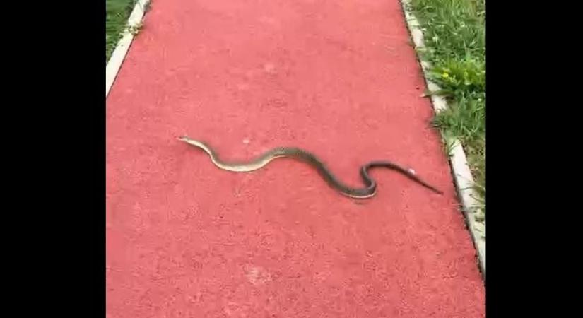 Dermesztő: kígyók kígyóznak Baranyában (VIDEÓ)