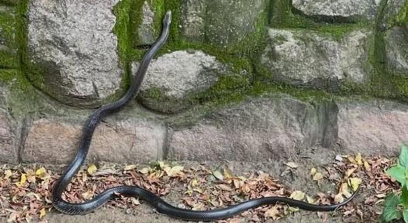 Kígyóészlelések borzolják a kaposváriak idegeit, segítséget kért az egyik ház tulajdonosa