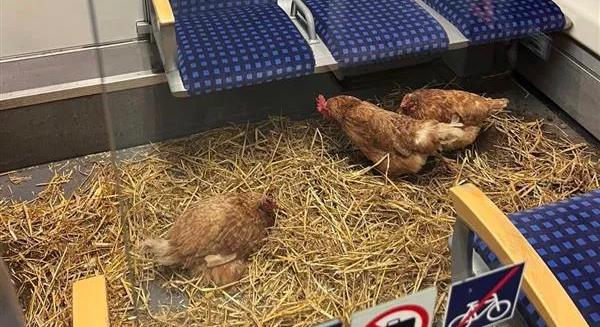 Szalmával kibélelt csirkeóllá alakítottak ismeretlenek egy fülkét egy kölni vonaton