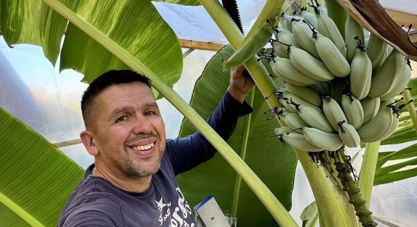 Régebben befagyott, most banánt szüretelnek a Balatonnál – két hét múlva érik be a kék gyümölcs Siófokon