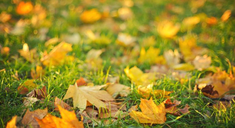 Mikor ajánlott a füvesítés ősszel? A füvesítés menete, lépései, a fű felülvetése