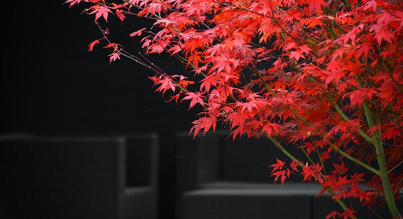Japán juhar, vérbükk, aranyeső – a legszebb őszi fák