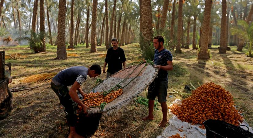 Nyolcvan éves az éhezés felszámolására alapított FAO – nyolc ábrán mutatjuk be, mit sikerült elérnie