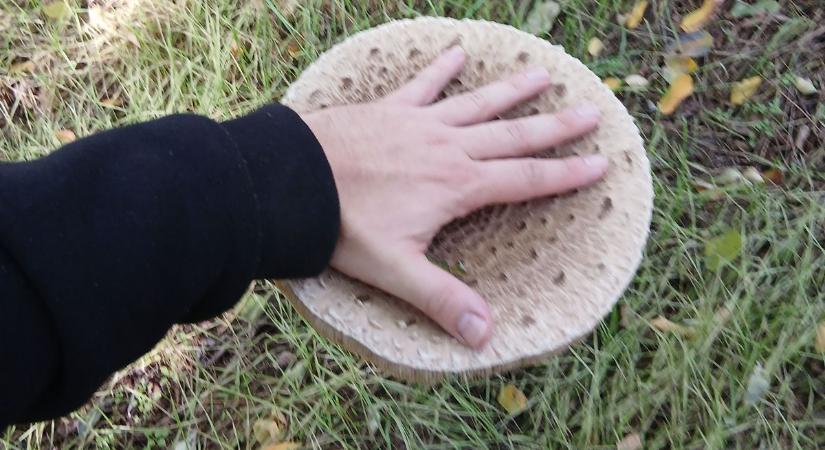 A természet csapdája a túlszedés ellen: ólom és higany lapulhat az őzlábgomba kalapja alatt ( videó)