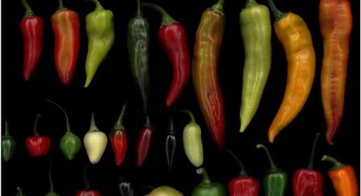 Ez a paprika minden eddigi rekordot megdönthet – de ki meri megkóstolni?