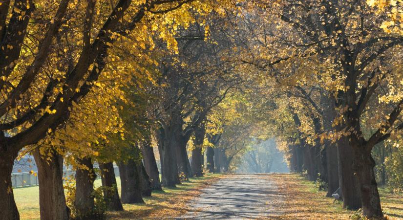 Kezd visszatérni a sofőrök réme