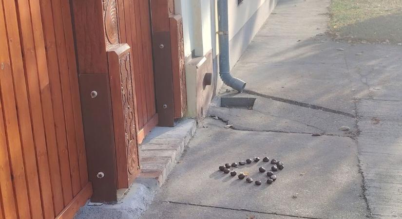 Szívroham Újvárosban – gesztenye okozott meghökkenést
