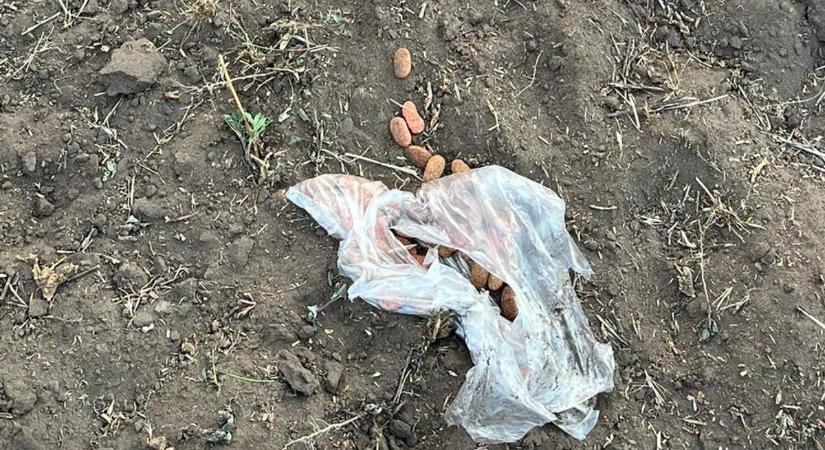 Macskamérgező fantom garázdálkodik Pest vármegyében