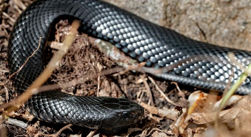 Ijesztő fekete kígyót találtak a Bükkben