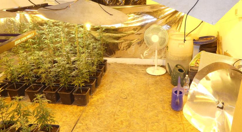Lopott árammal nevelgette a kannabiszt egy miskolci