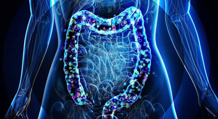 Ettől a tápanyagtól újjászületik a bélrendszer