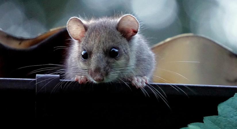 Kerti szellemjárás – kik járják a kertet, amikor mi már bent kuckózunk?