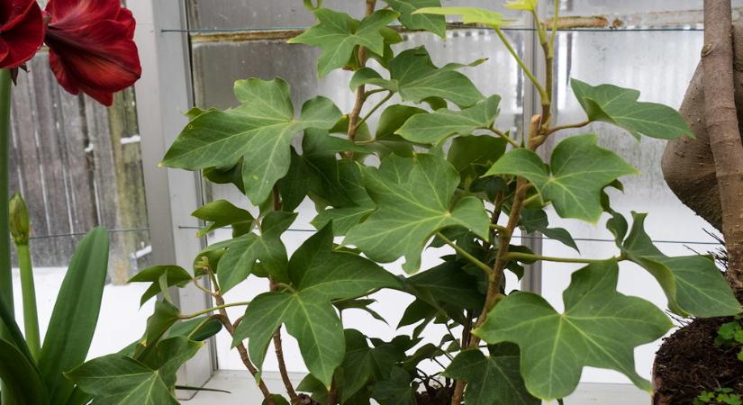 Borostyánarália – a növény, aki nem tudta eldönteni, kúszni akar vagy bokrosodni, ezért mindkettőt csinálta!