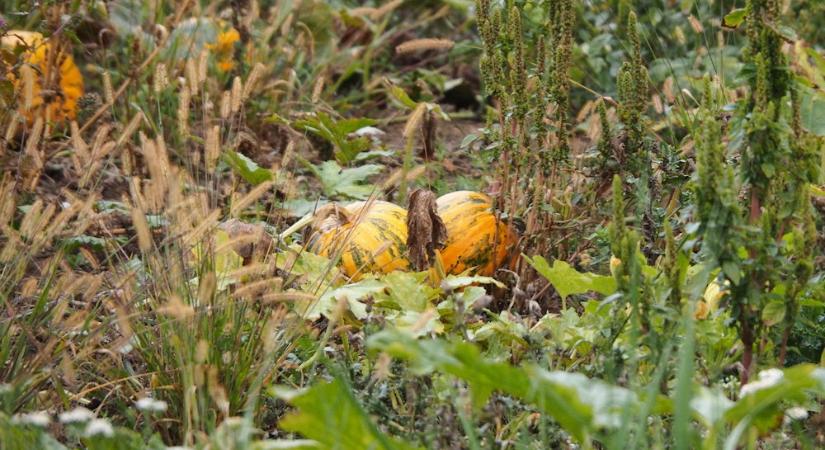 Tökön-paszulyon túl – mi legyen a termésmaradékokkal a kertben?