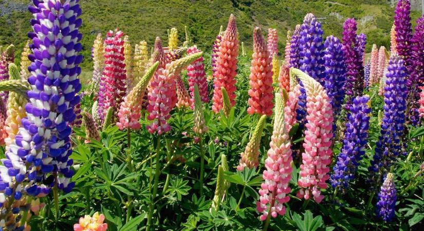 Csillagfürtök – a kert színrobbanása, ami nélkül unalmas lenne a nyár!