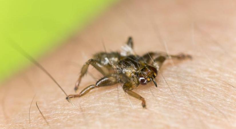 Bizarr, új rovarfajt fedeztek fel Magyarországon - Így néz ki az emberre is veszélyes vérszívó kullancslégy
