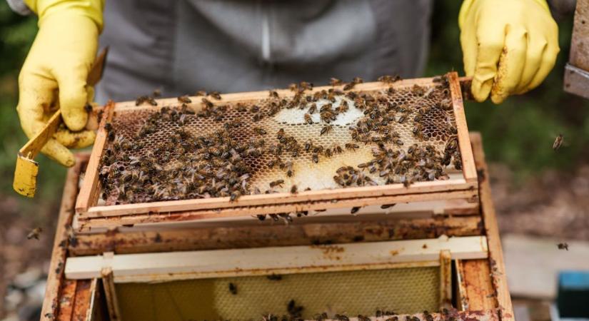 Járványveszély miatt zárlat alá került egy Pest vármegyei város