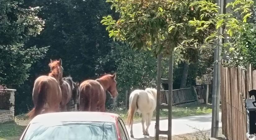Dermesztő: elkóborolt lovak vágtáznak az úton Baranyában