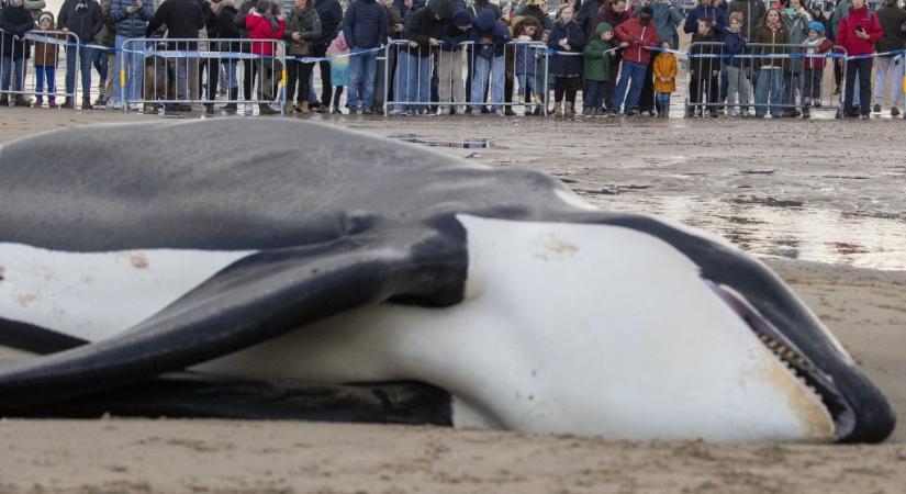 Rejtélyes módon sodródott partra egy csordányi kardszárnyú delfin