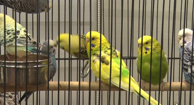 Különleges állatok a VOKE-ban