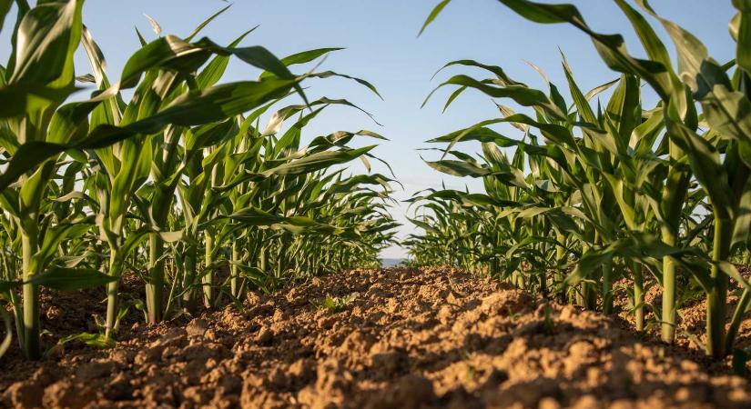 Klímaváltozás: átalakulóban vannak a növénykultúrák Székelyföldön