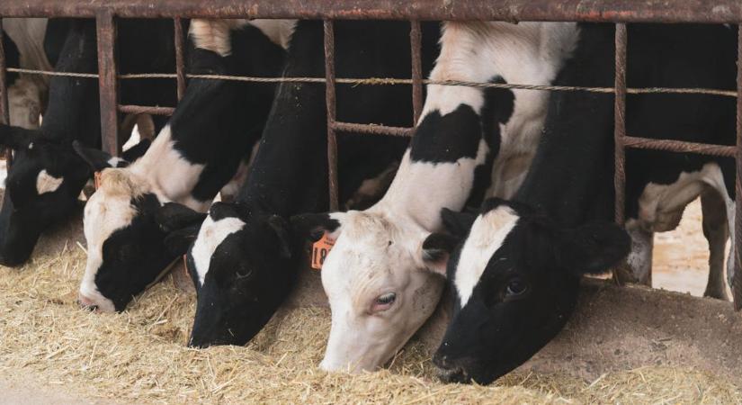 Okosszenzorok a tejágazatban – Magyarországon is elkezdődött az ET4D projekt fejlesztéseinek tesztelése