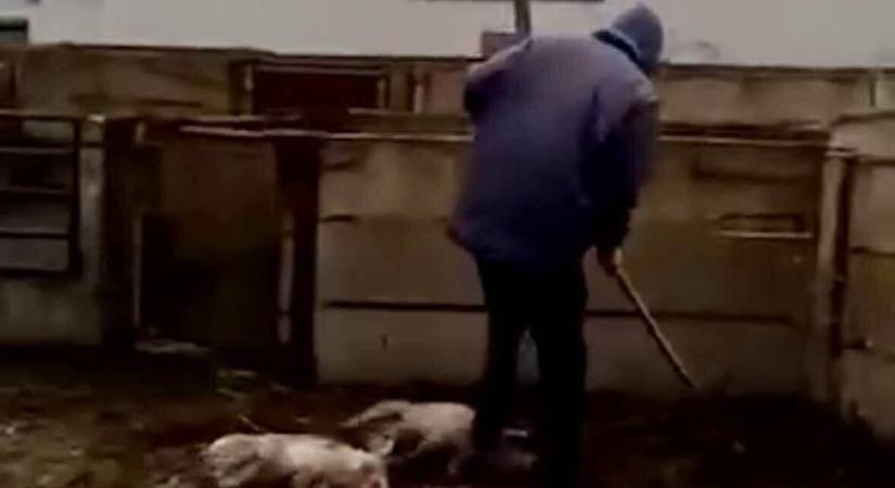 Vascsővel verte agyon a kismalacokat egy férfi, a rendőrség szerint ez nem bűncselekmény – videón a felkavaró eset