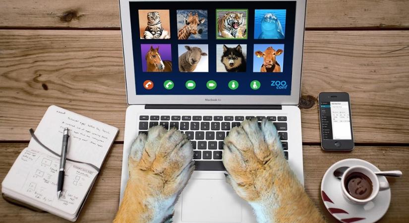 Kutyák a Zoomon – mit üzen a farkcsóválás a home office-ban?