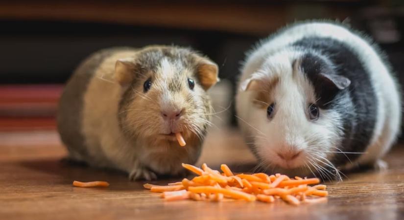 A tengerimalac, aki nem szereti a répát – mikor válogat az állat, és mikor jelez bajt?