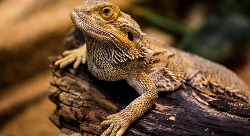 Éjszakai műszak a terráriumban – mit csinálnak hüllőid, amikor te már alszol?