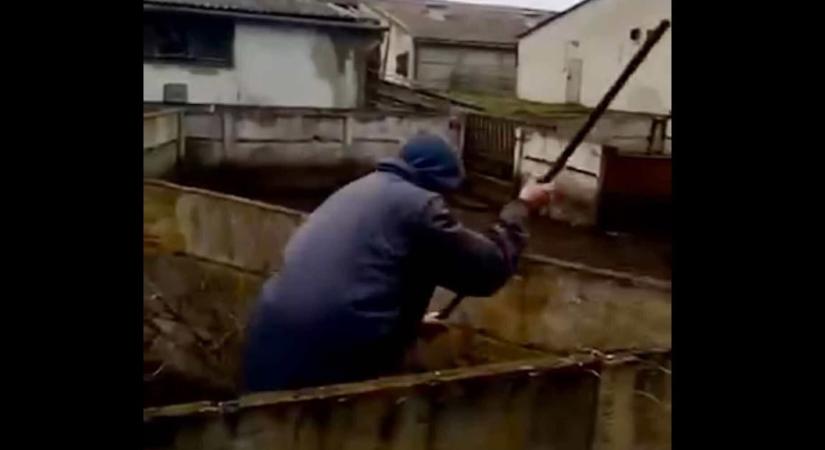 Vascsővel vertek agyon kismalacokat egy sertéstelepen, a rendőrség szerint nem történt állatkínzás