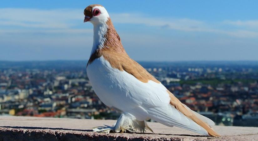 A galambok jobban ismerik Budapestet, mint a GPS