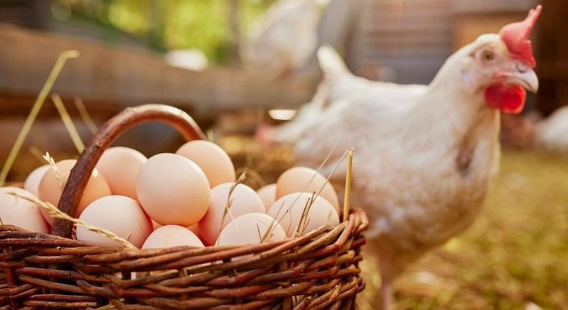 Ismét nyakunkon a madárinfluenza, kötelező a védekezés