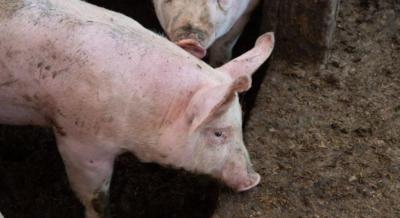 Sertéstartók figyelem: megjelent a Kincstári közlemény az állatjóléti támogatásról