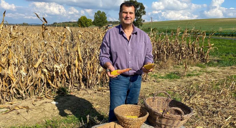 Most kiderül, egyetlen kukoricaszem mire képes – a betakarítás ma már nem idézi a régi időket (galéria, videó)