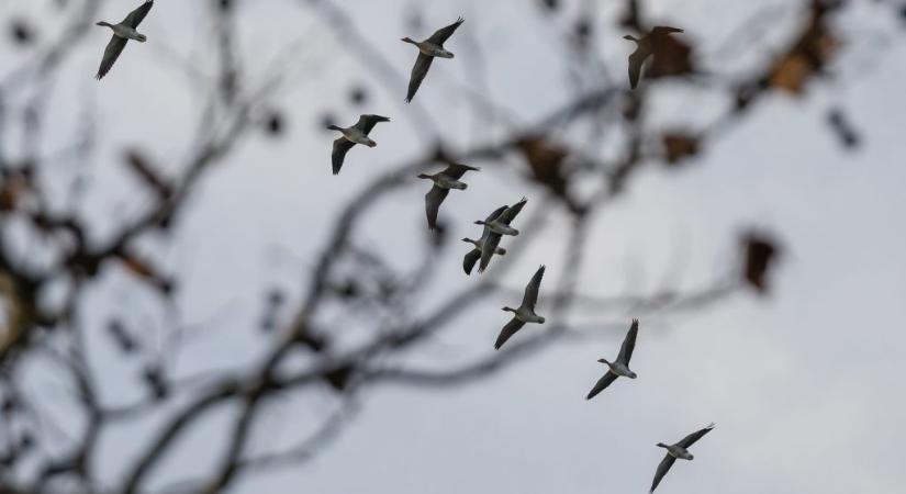 Ezreket fertőzhetett meg hazánkban a nyugat-nílusi vírus