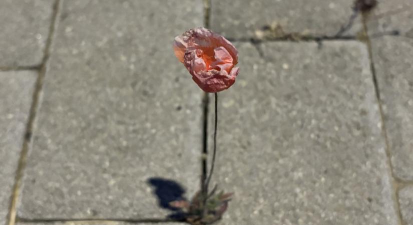 A menopauza világnapja